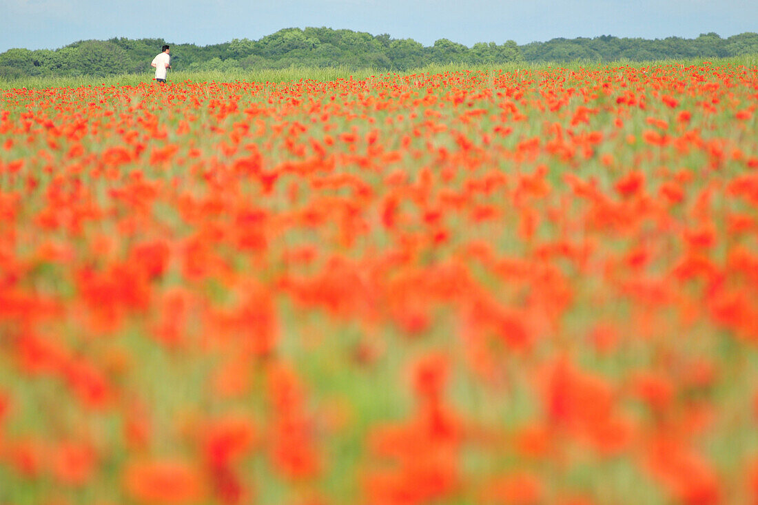 Poppy Fields, Somme (80), Picardy, France