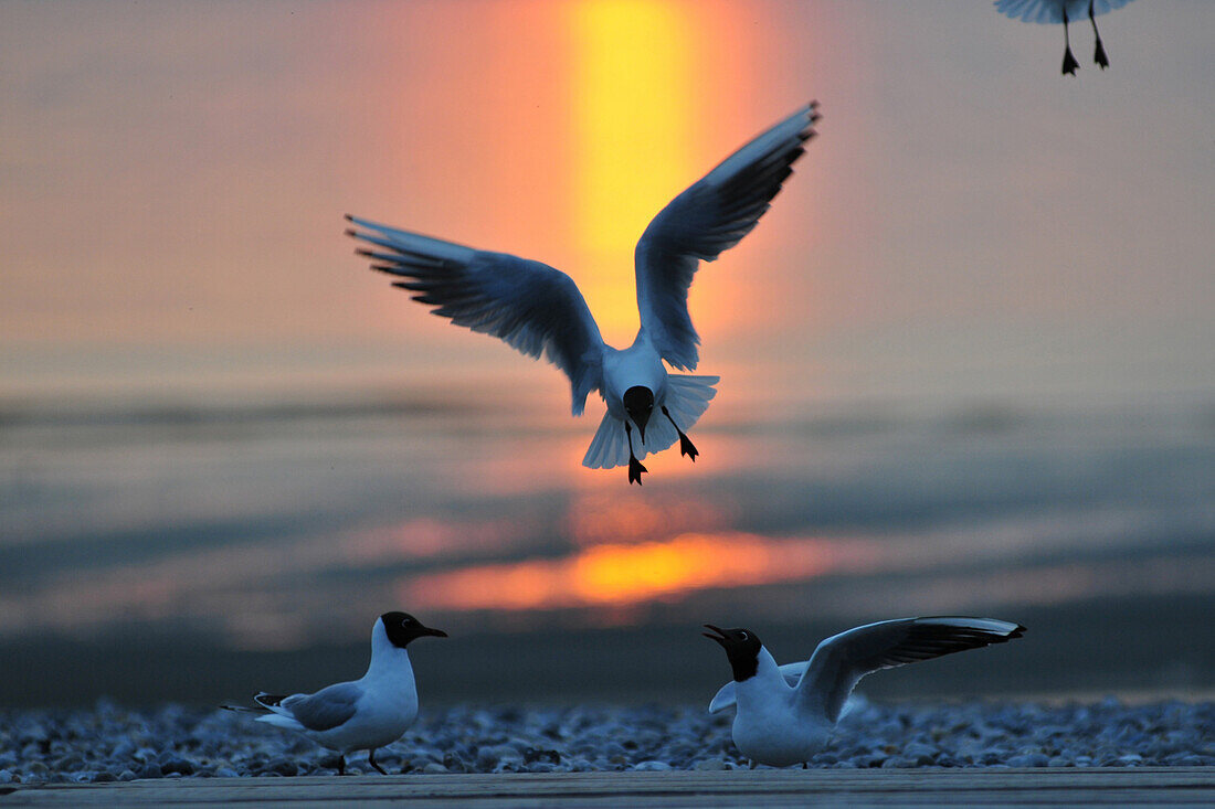 Seagulls On The Beach, Somme (80), Picardy, France