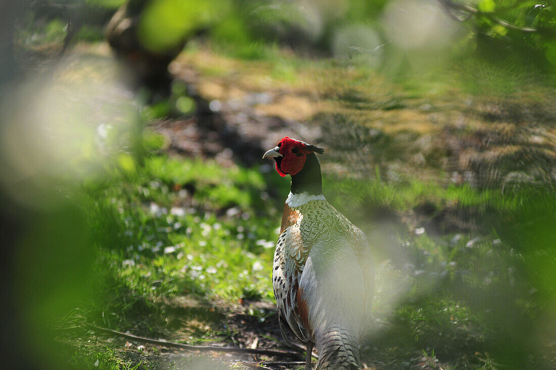 Pheasant, Somme (80), Picardy, France