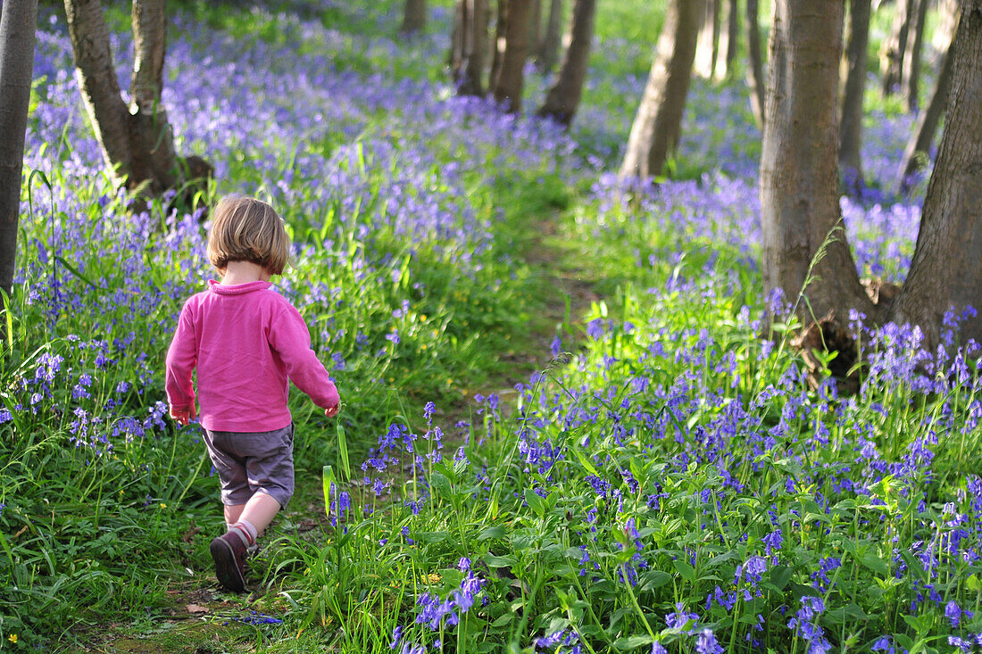 Little Girl Walking In The Woods, Somme (80), Picardy, France