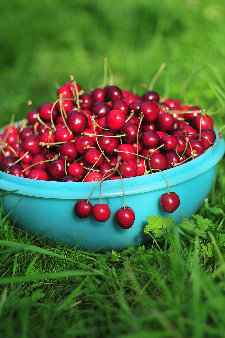 Bowl Of Cherries, Somme (80), Picardy, France