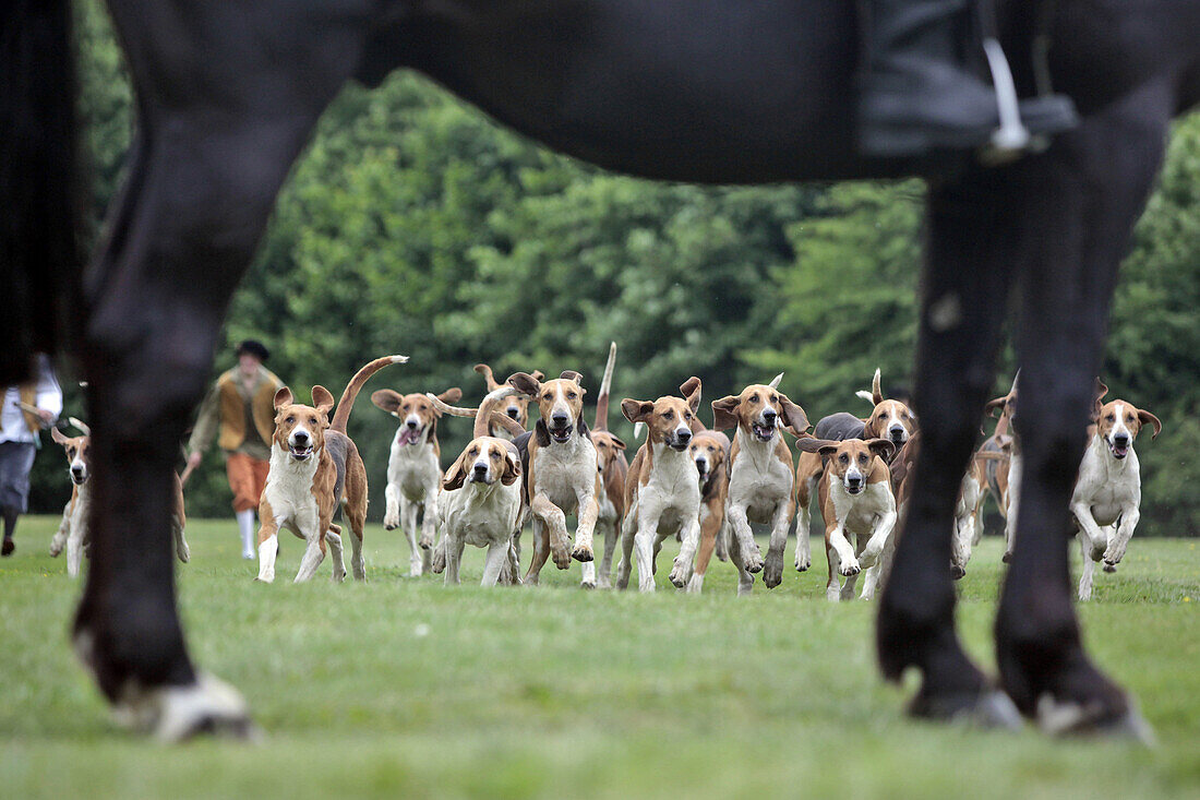 Hunting Team With Their Pack Of Hounds, Ceremony For The Return Of The Remains Of Diane De Poitiers To The Burial Chapel Of The Chateau d'Anet, May 29, 2010, Eure-Et-Loir (28), France