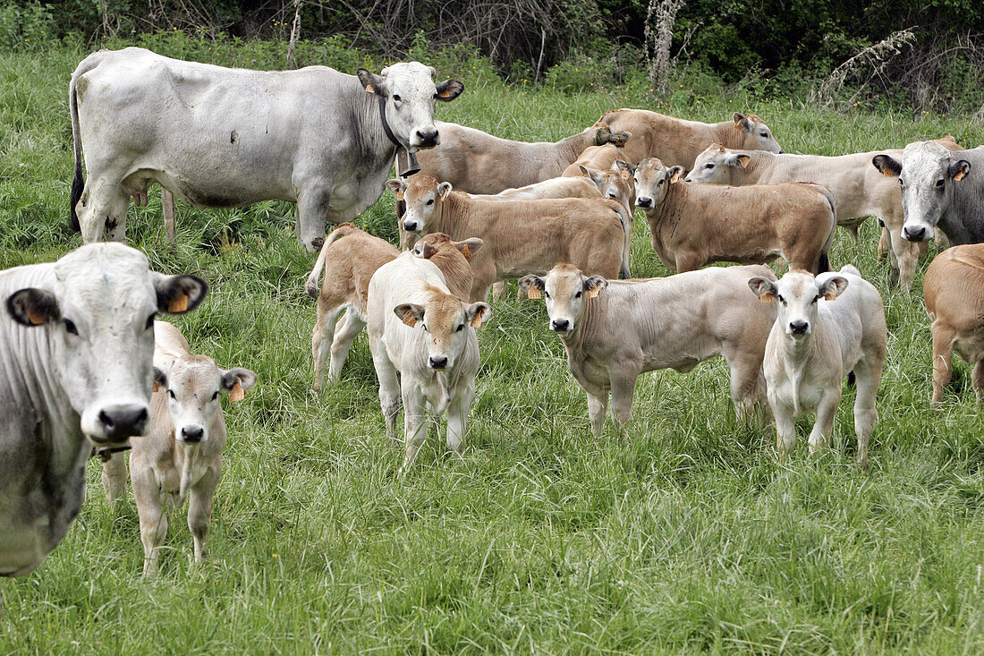 Herd Of Gasconne Brood Cows And Their Calves, Ariege (09), France