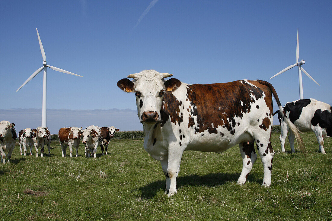 Herd Of Normandy Cows In Front Of Wind Turbines, Plateau Of Fecamp, Seine-Maritime (76), France