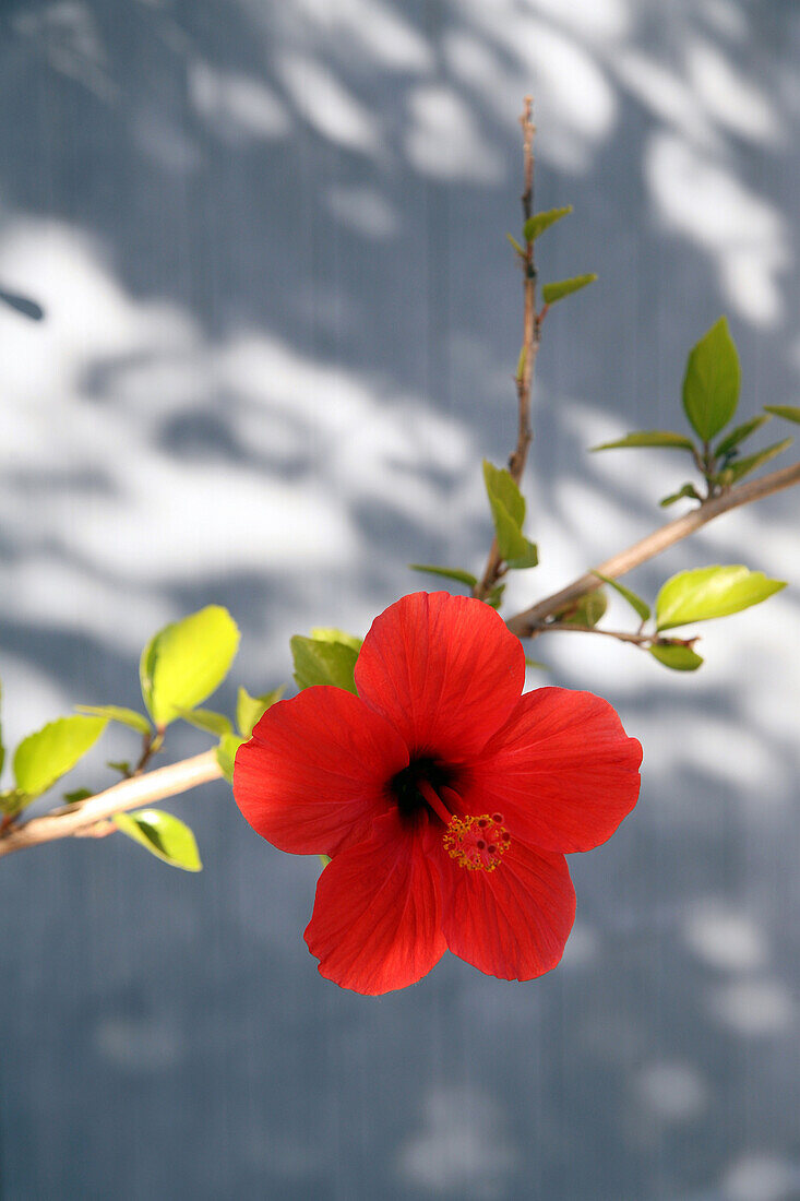 Red Flower, Gargas, Vaucluse, France