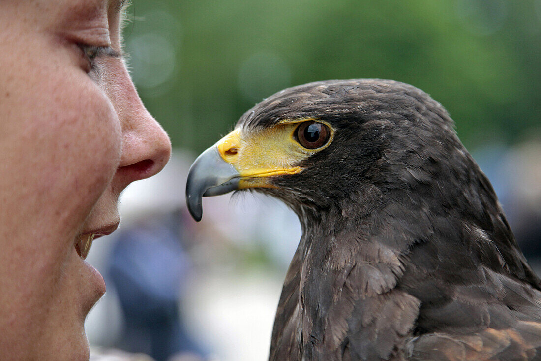 Harris Hawk, Falconry And Birds Of Prey Show, Ceremony For The Return Of The Remains Of Diane De Poitiers To The Burial Chapel Of The Chateau d'Anet, May 29, 2010, Eure-Et-Loir (28), France