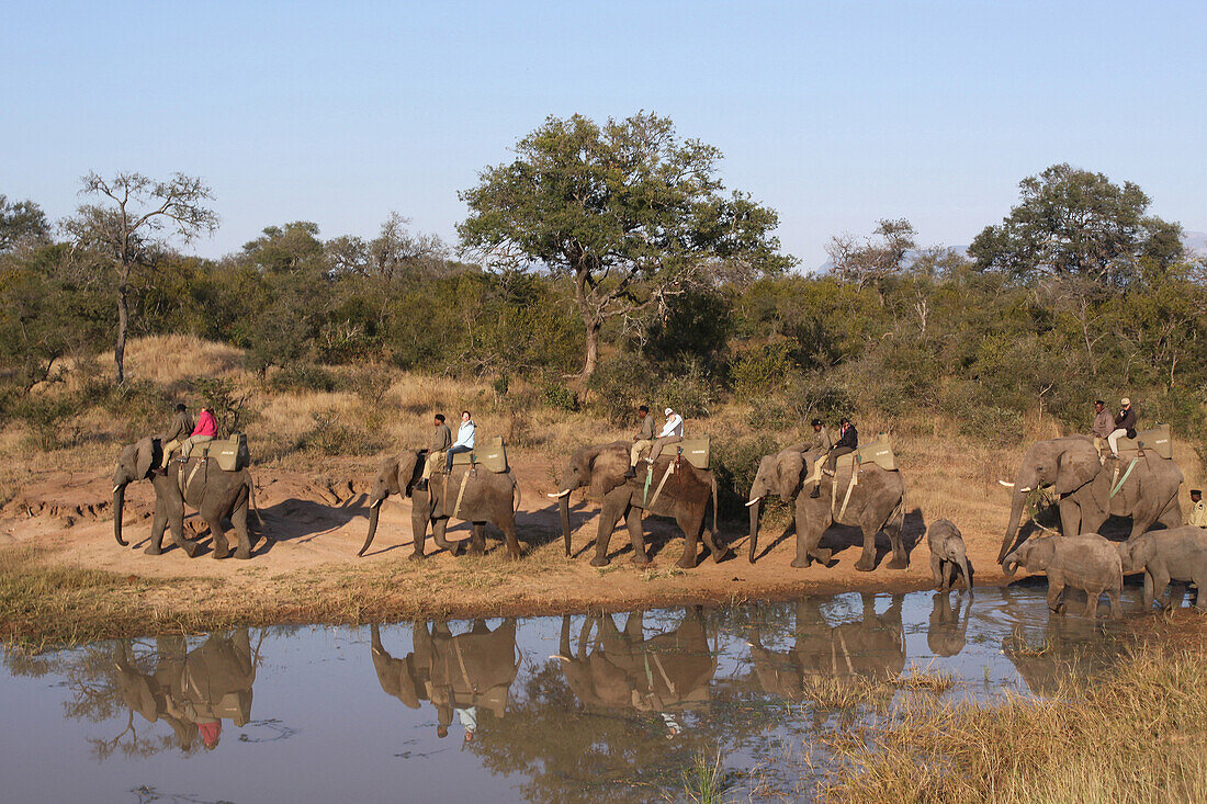 Tourists Riding On The Backs Of Elephants, Jabulani Elephant Camp, Private Reserve Of Kapama, Region Of The Kruger National Park, South Africa