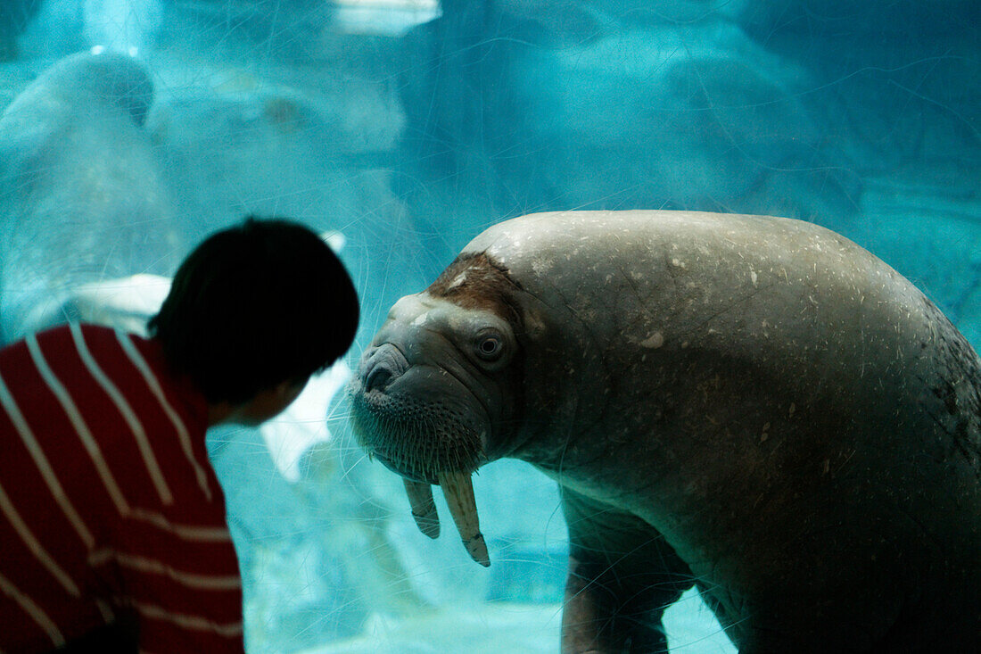 Walrus, L Oceanografic, the largest aquarium in Europe, Province Valencia, Valencia, Spain