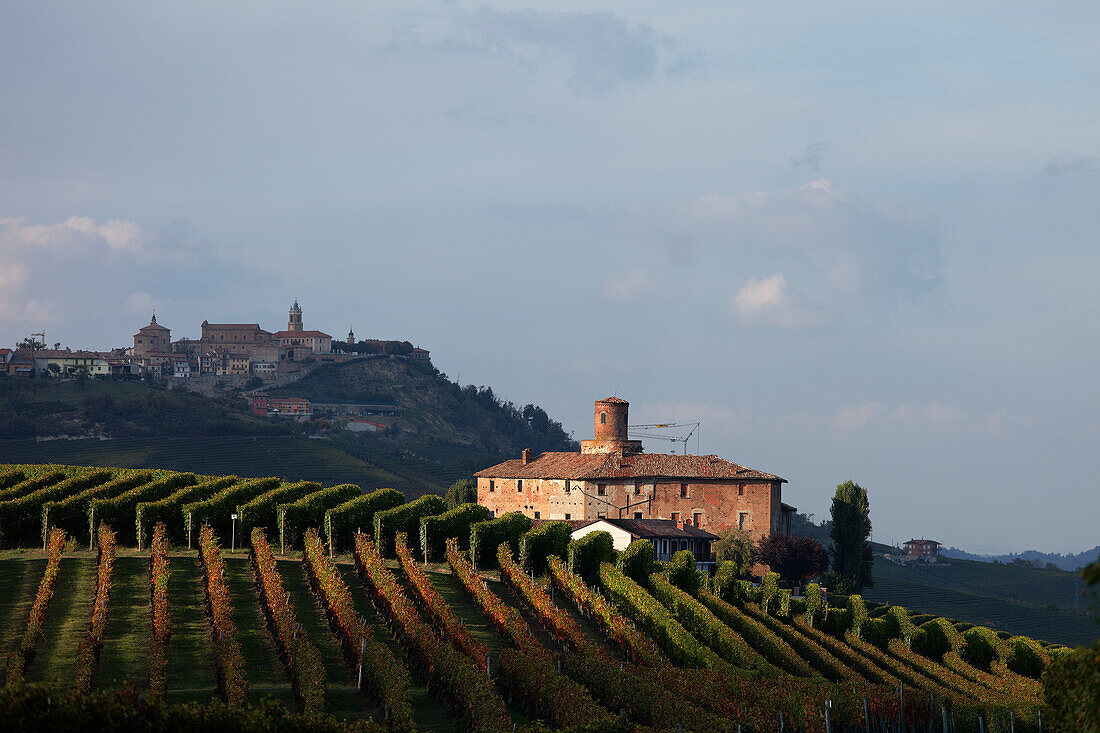 Alba, Hintergrund La Morra, Langhe, Piemont, Italien