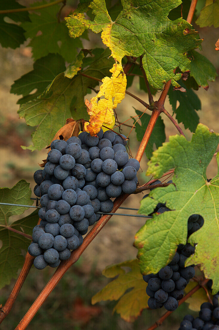 Barolo Grapes, Langhe, Piedmont, Italy