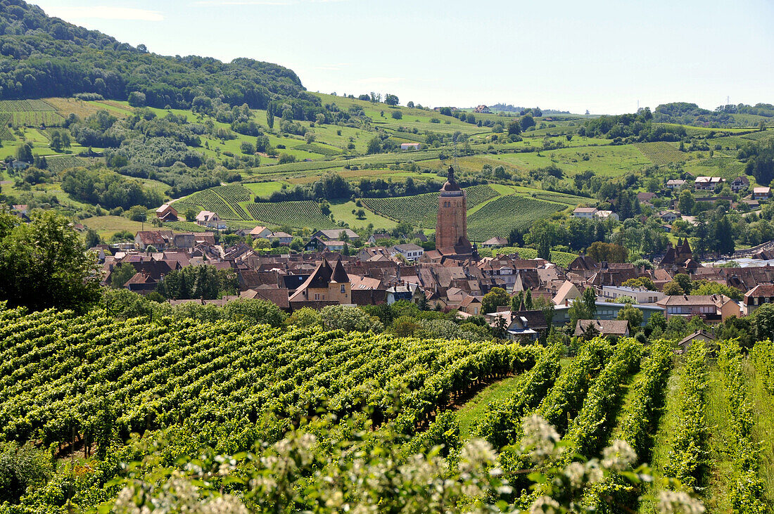 Weinfeld im Sonnenlicht, Arbois, Jura, Franche Comté, Ost Frankreich, Europa