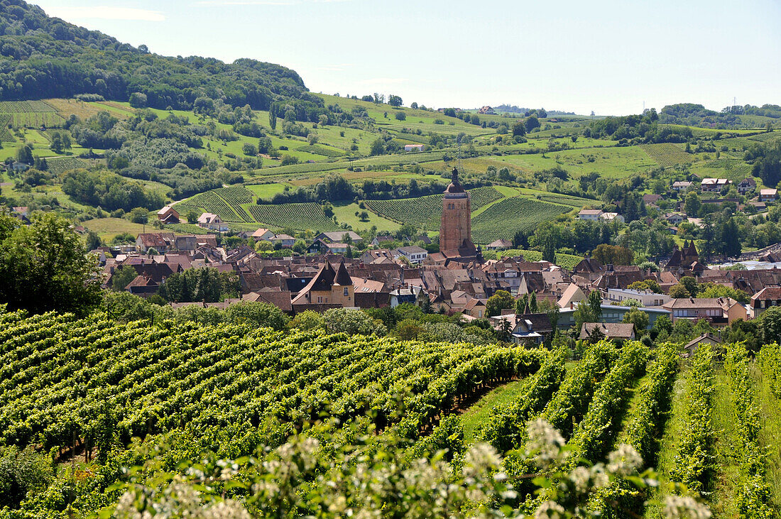 Winefield in the sunlight, Arbois, Jura, Franche Comté, Eastern France, Europe