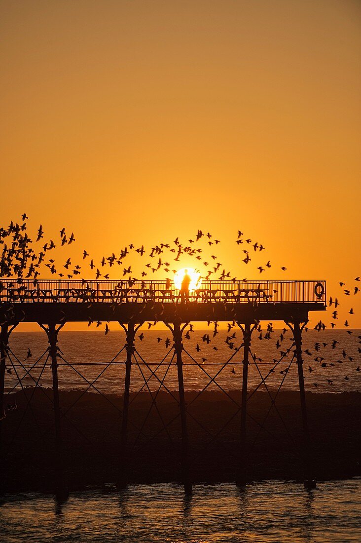 Aberystwyth pier at sunset with starlings roosting, Wales UK