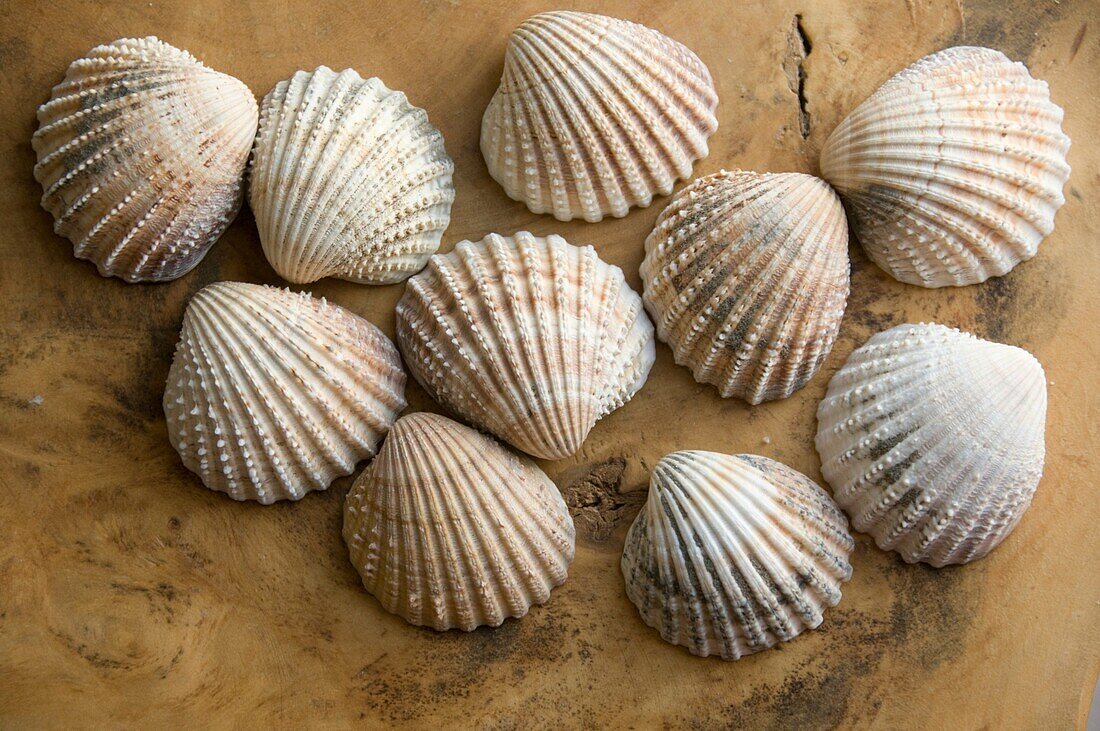 Set of sea shells on wooden table top