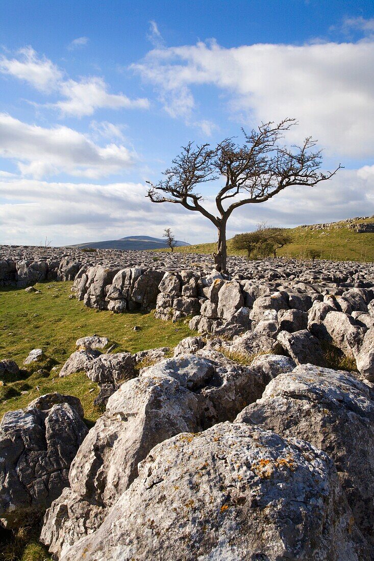 Lone Tree and Limestone Pavement above Conistone in Wharfedale Y
