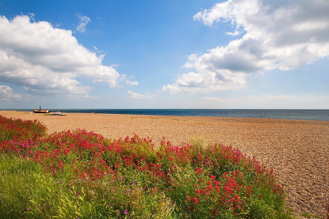 Wildflowers at the Beach Aldeburgh, Suffolk England