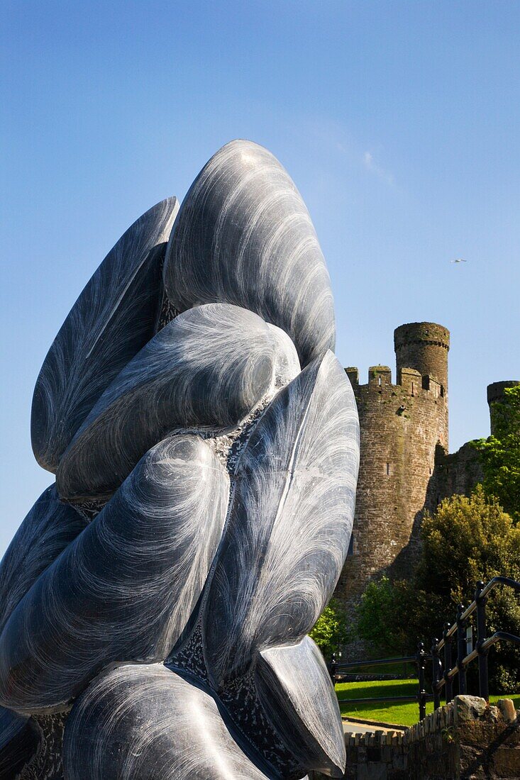 Mussel Shell Sculpture Conway Wales