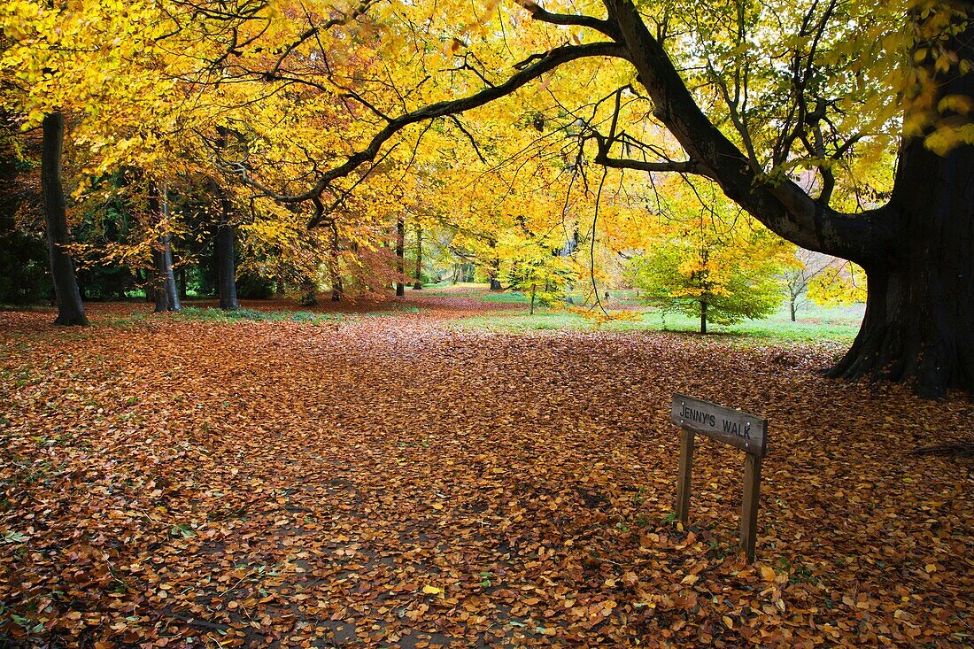 Jennys Walk Thorp Perrow Arboretum Bedale Yorkshire England