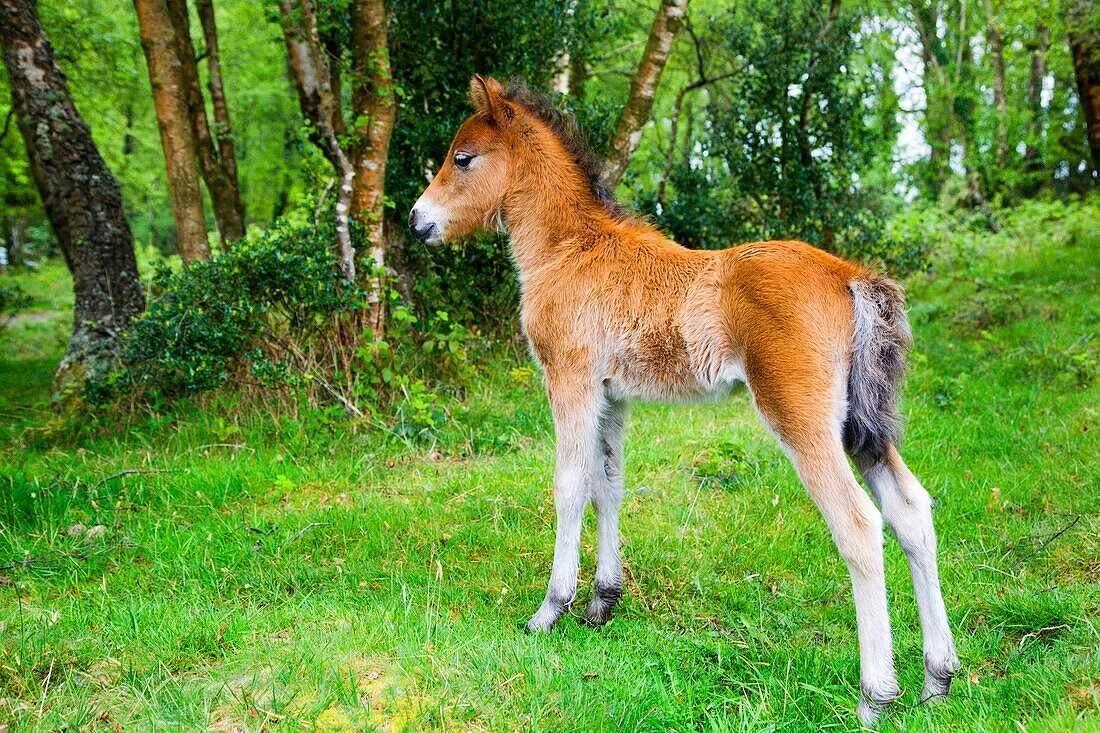 Dartmoor Foal in woodland Devon England