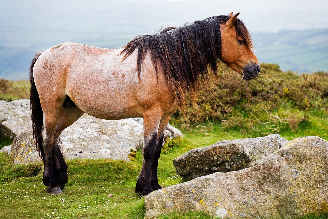 Dartmoor Pony near Widecombe in the Moor Devon England