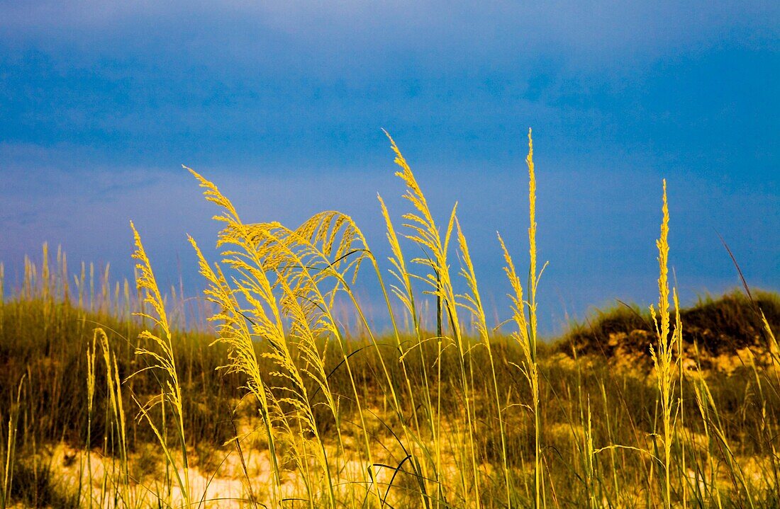 Sea Oats, uniola paniculata, St Joseph's State Park, Florida