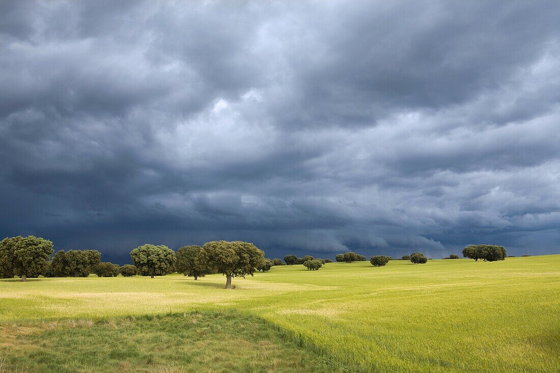 Landscape with stormy sky of cereal fields with oaks, in Parada de Arriba Salamanca Castilla y León Spain
