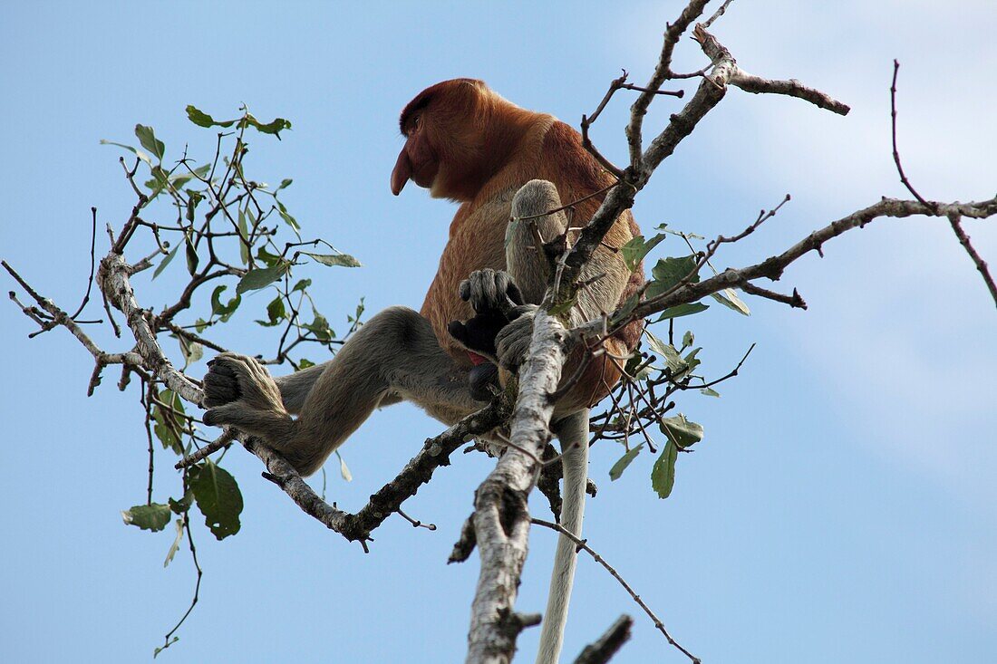 Male Proboscis Monkey, Bako National Park, Borneo