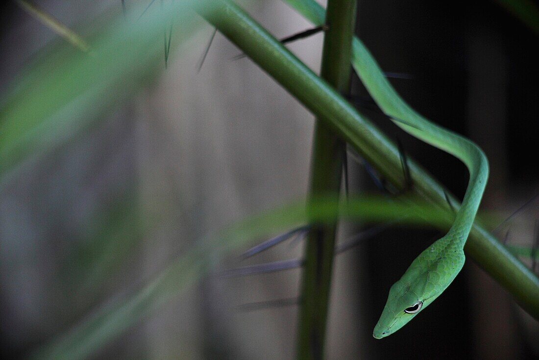 Malayan or Big-eye Green Whip Snake