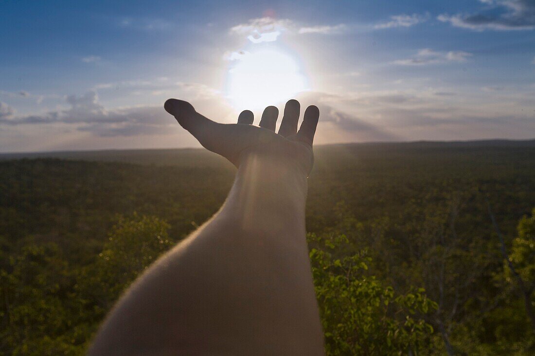 Guatemala, Peten, El Mirador Basin, reaching for the Sun