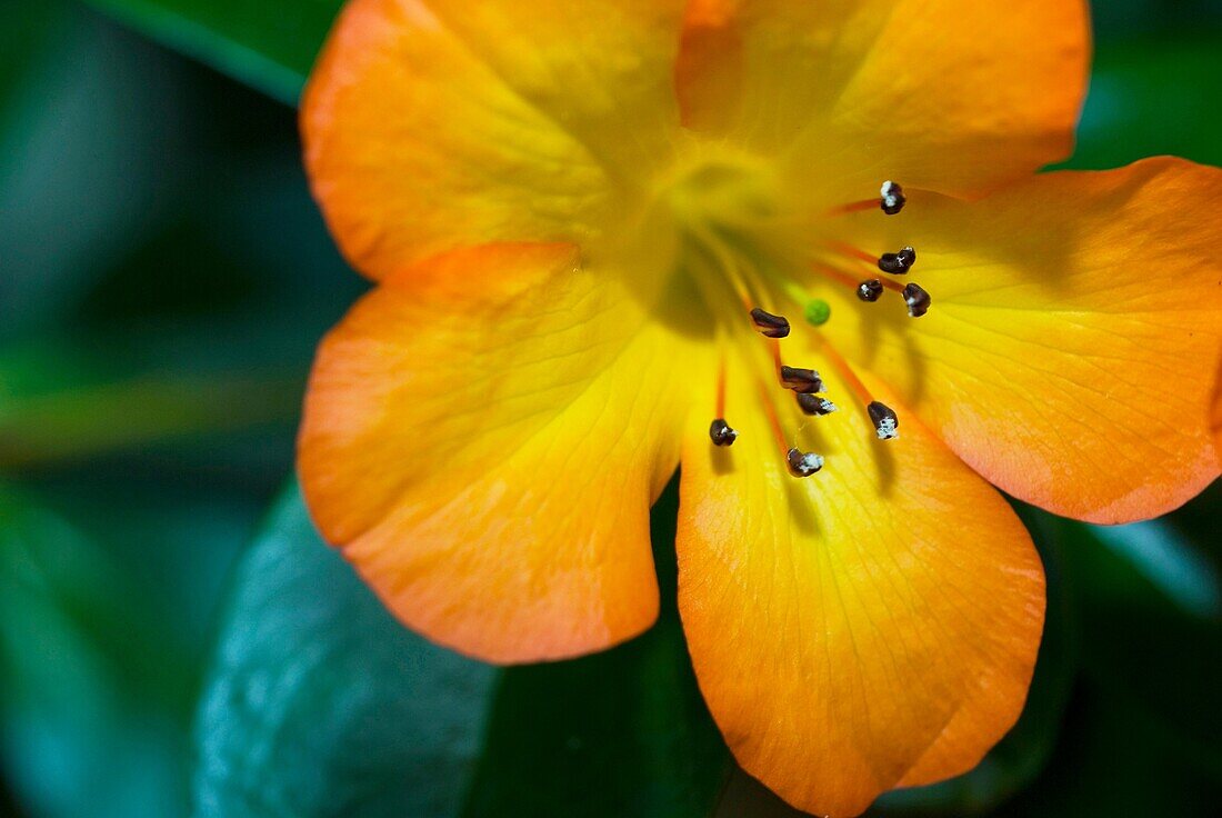 Flower in Auckland, New Zealand