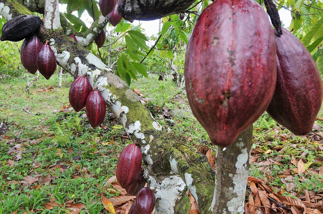 Cacao plantation, Samana Peninsula, Dominican Republic