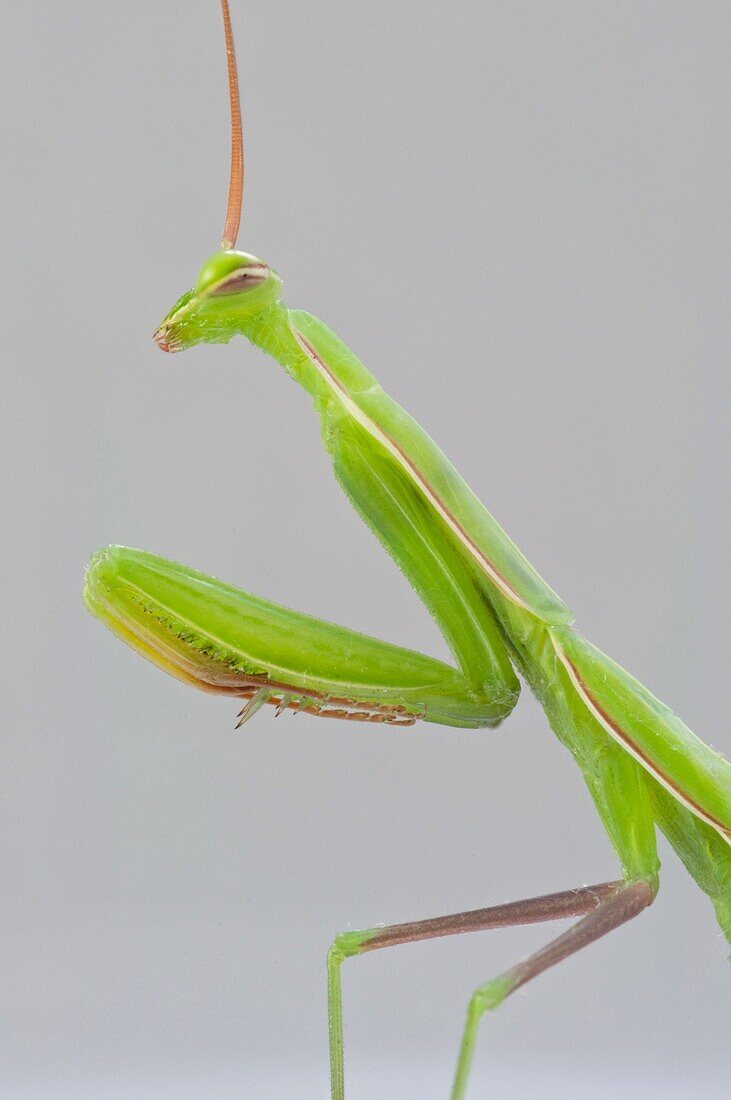 Close-up Praying Mantis