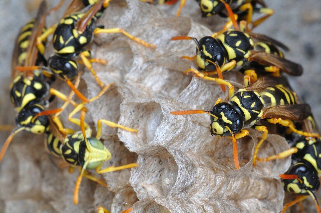 Italy, Lombardy, Paper Wasp Polistes gallicus