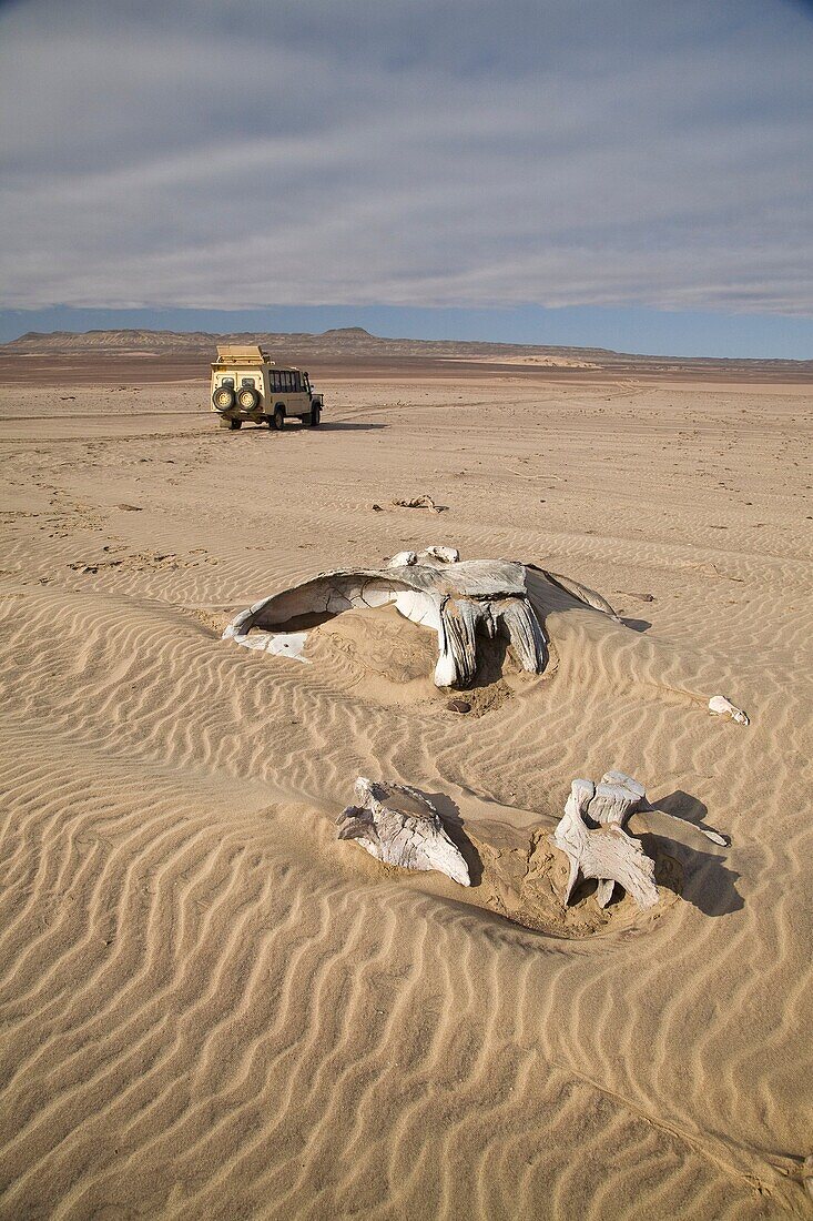 Whale bones on the shore on the Skeleton Coast in Namibia, Africa