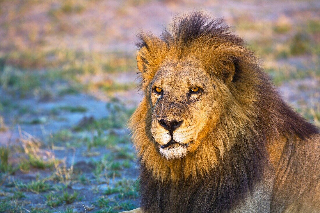 An old male lion (Panthera leo) enjoying the last rays of sunshine in Botswana, Africa