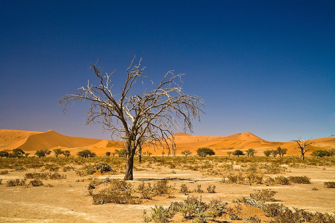 A dead tree in the Namib Naukluft Park in Namibia, Africa