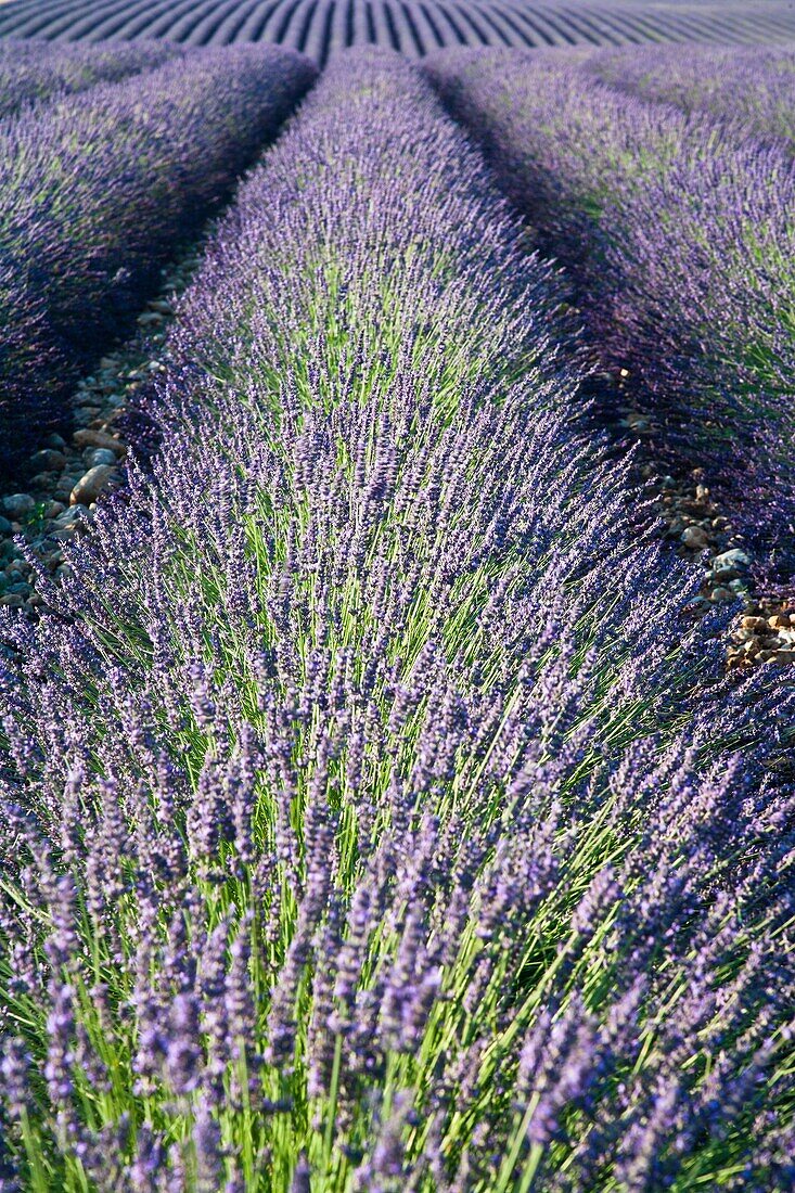 Close up of lavender field in Provence, France, Europe