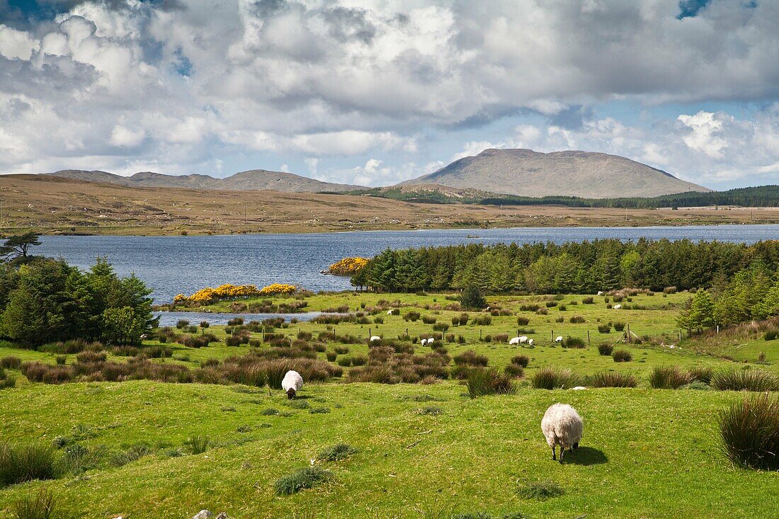 Sheep and mountain scenery in Connemara, Ireland, Europe