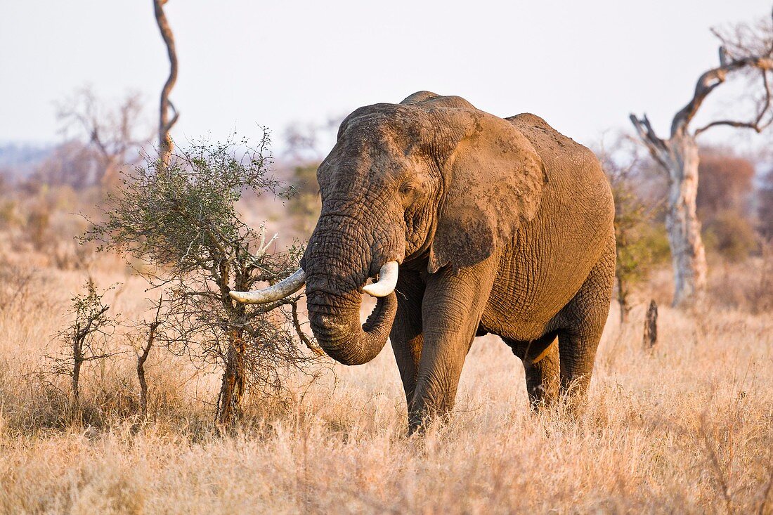 An african elephant (Loxodonta africana) feeding in the Kruger National Park in South Africa