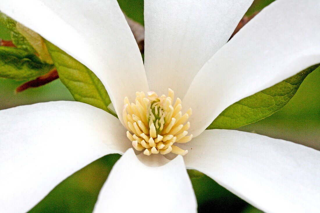 White magnolia flower Center of newly opened white magnolia flower Close-up