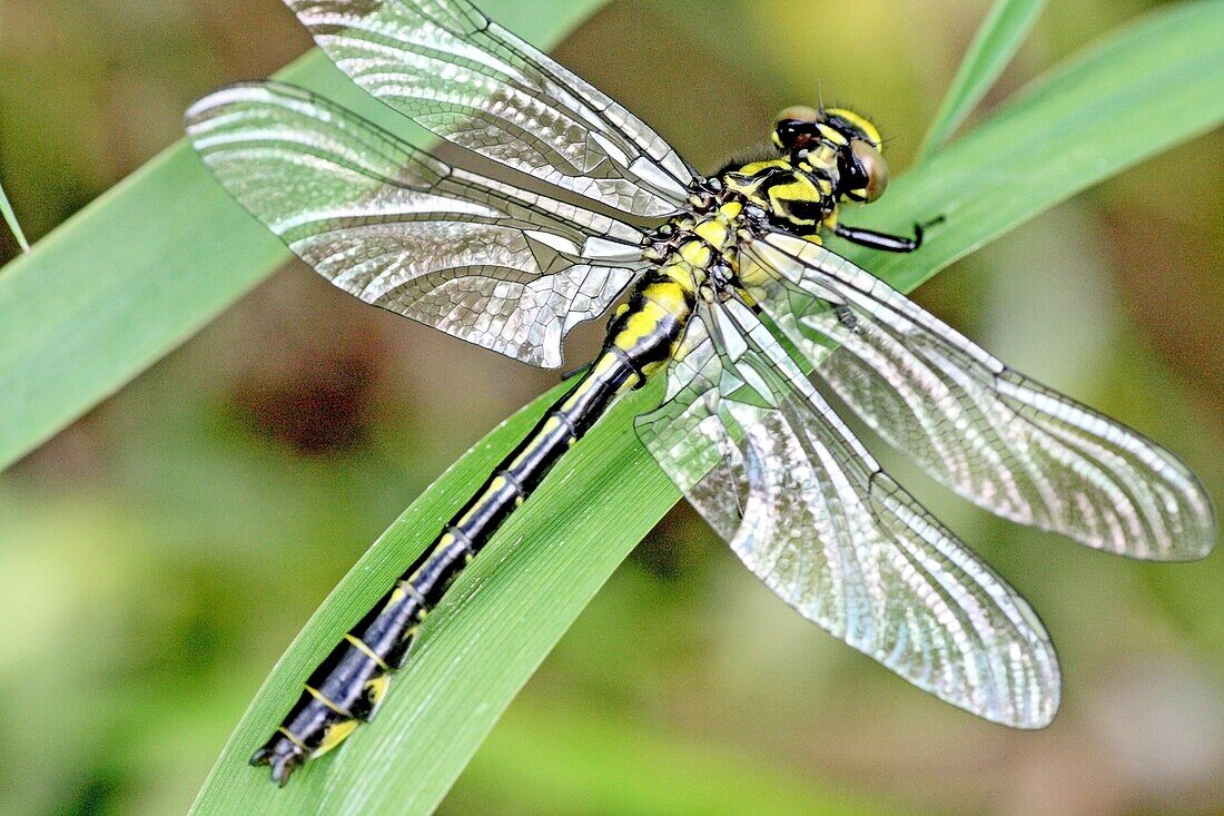 Emerging Common Clubtail, Gomphus vulgatissimus drying wings When dragonfly emerges, the wings are tightly furled like a fern fiddle and aptly called wing buds As the dragonfly deevelops, the wings unfurls and expand and the vein system develops…