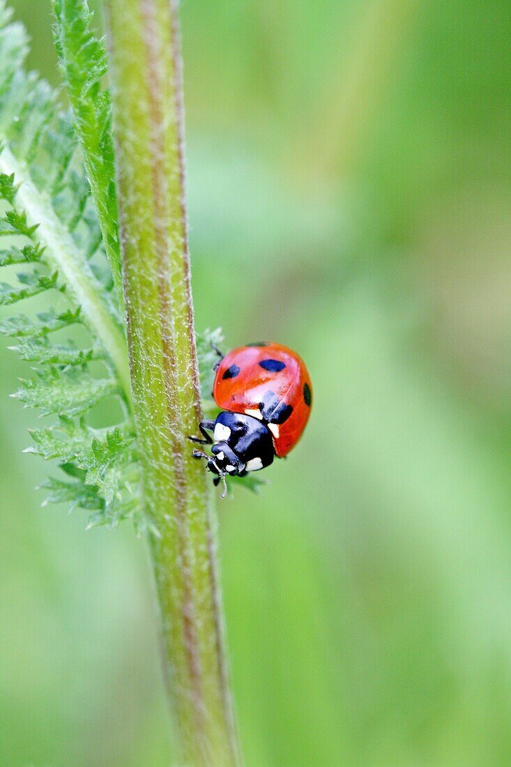 Seven-spotted Ladybird Beetle, Beetle on stem of an umbellifer Seven-spot ladybird, coccinella septempunctata head on shot