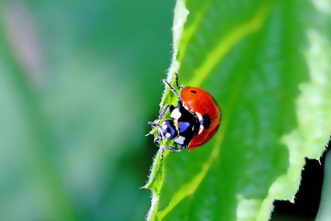 Seven-spotted Ladybird Beetle, Beetle on edge of fresh nettle Seven-spotted ladybirds lurk and jump on their prey something like cats pouncing on mice Lurking Seven-spot is watching for dinner