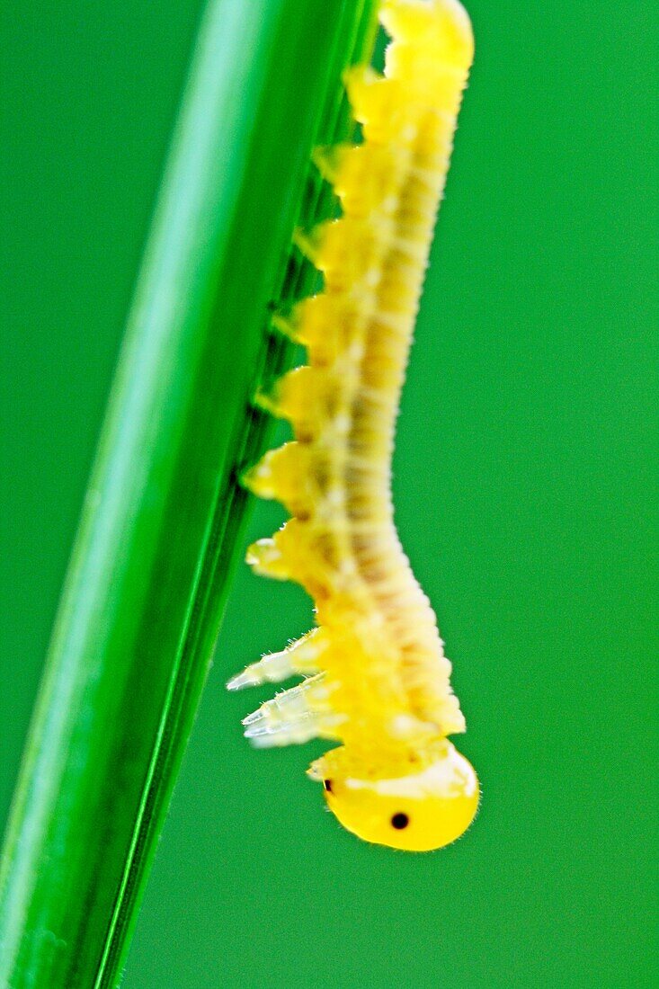 white lrvae near the caterpillar caterpillar Small caterpillar on a blade of grass Translucent yellow about 1 5-2cm large