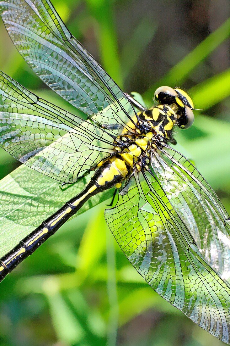 Emerging Common Clubtail, Gomphus vulgatissimus clings to marsh grass after emerging eyes are still grey and not fully formed Before first flight Drying wings Eyes will change to olive or brown color as mature Males will turn green as they mature Fe