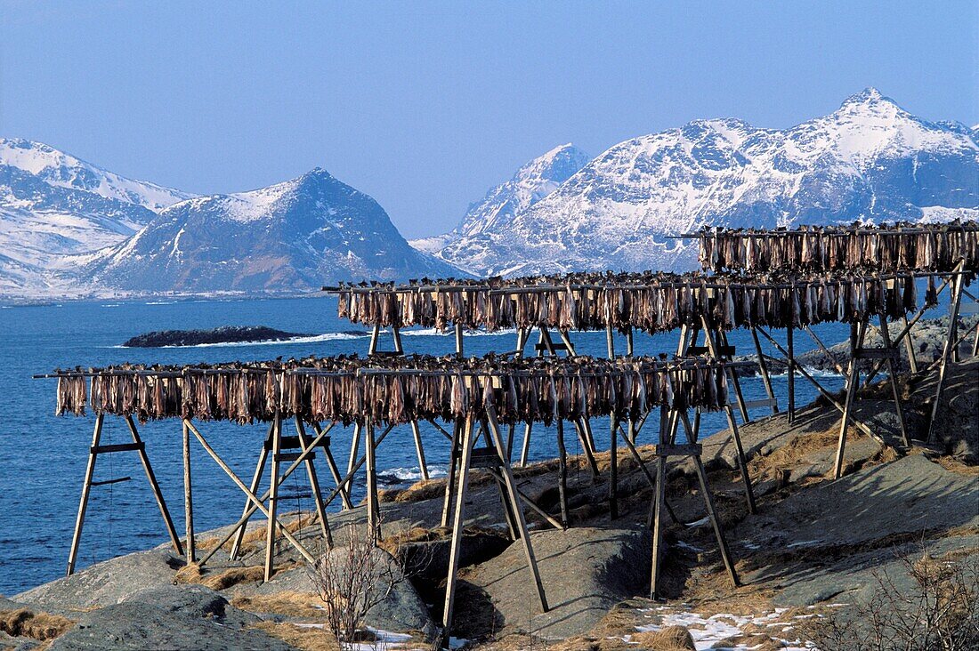 Norway, Nordland, Lofoten Islands, Henningsvaer, Drying Stockfish