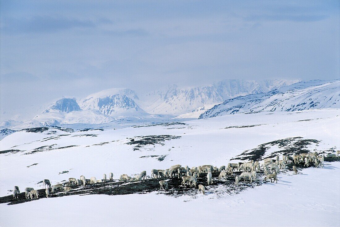 Norway, Finnmark, Spring reindeer migration, Reindeers feeding on lichen