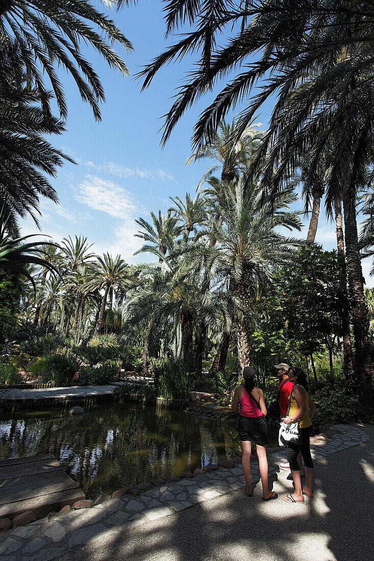 Palmenhain von Elche, Huerto del Cura, UNESCO Weltnaturerbe, Elche, Provinz Alicante, Spanien