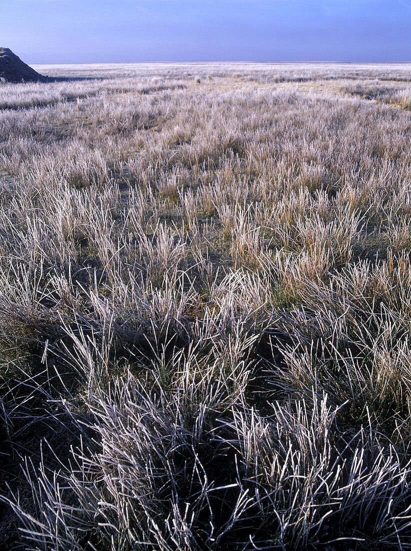 Frost Gallocanta Lagoon Teruel Aragon Spain