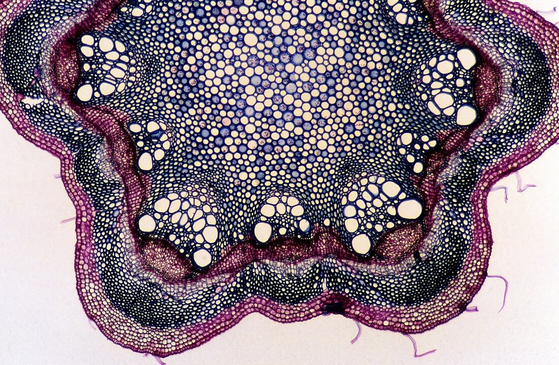 sclerenchyma Stem of clematis 14x